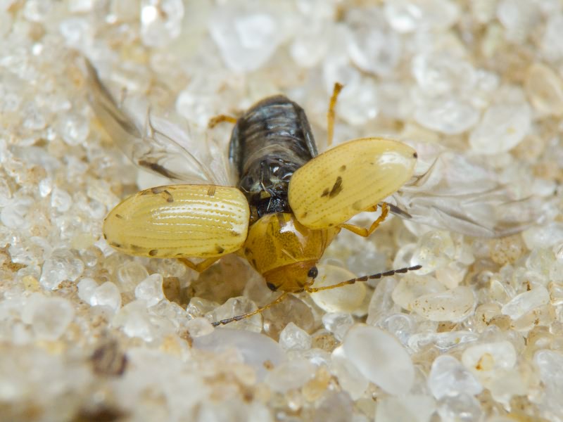 Cryptocephalus Geoffroy, 1762